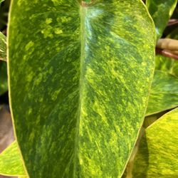 Variegated Philodendron Painted Lady Plant Cutting (pls Read Description Below)