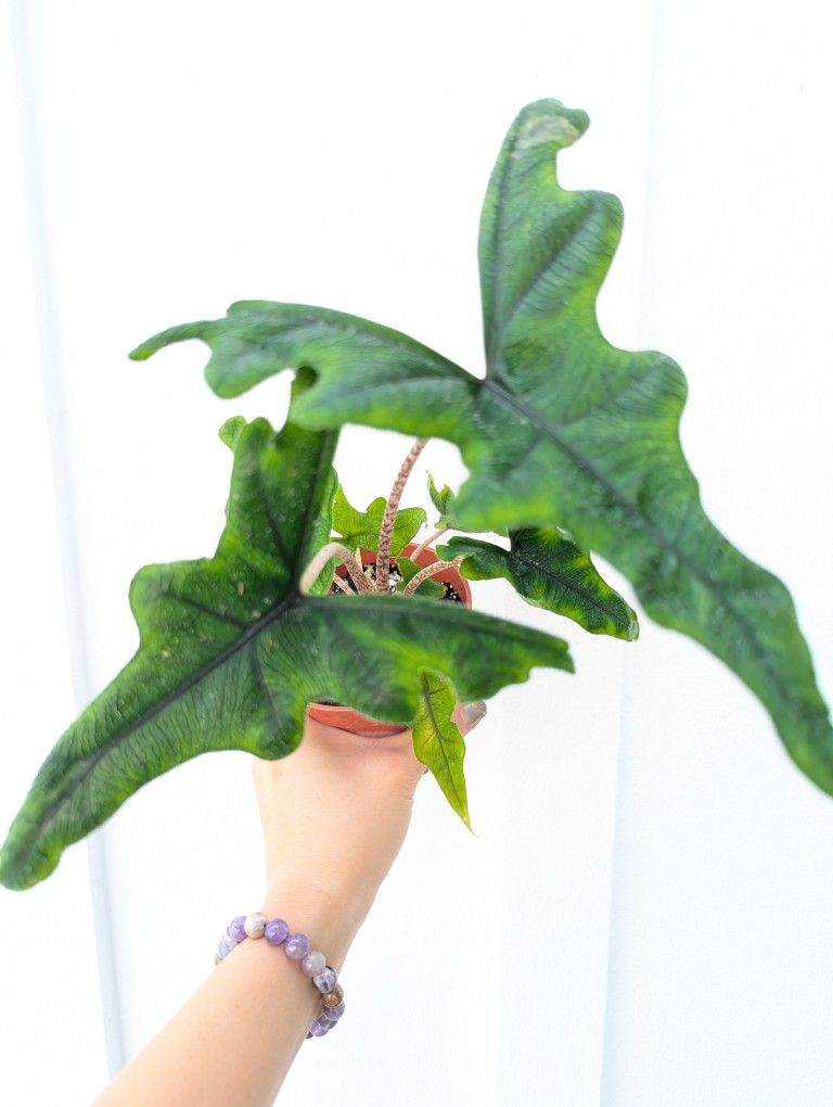 Alocasia Jacklyn Plant 4" Pot - Indoor House Plants