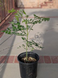 Moringa Tree Plant