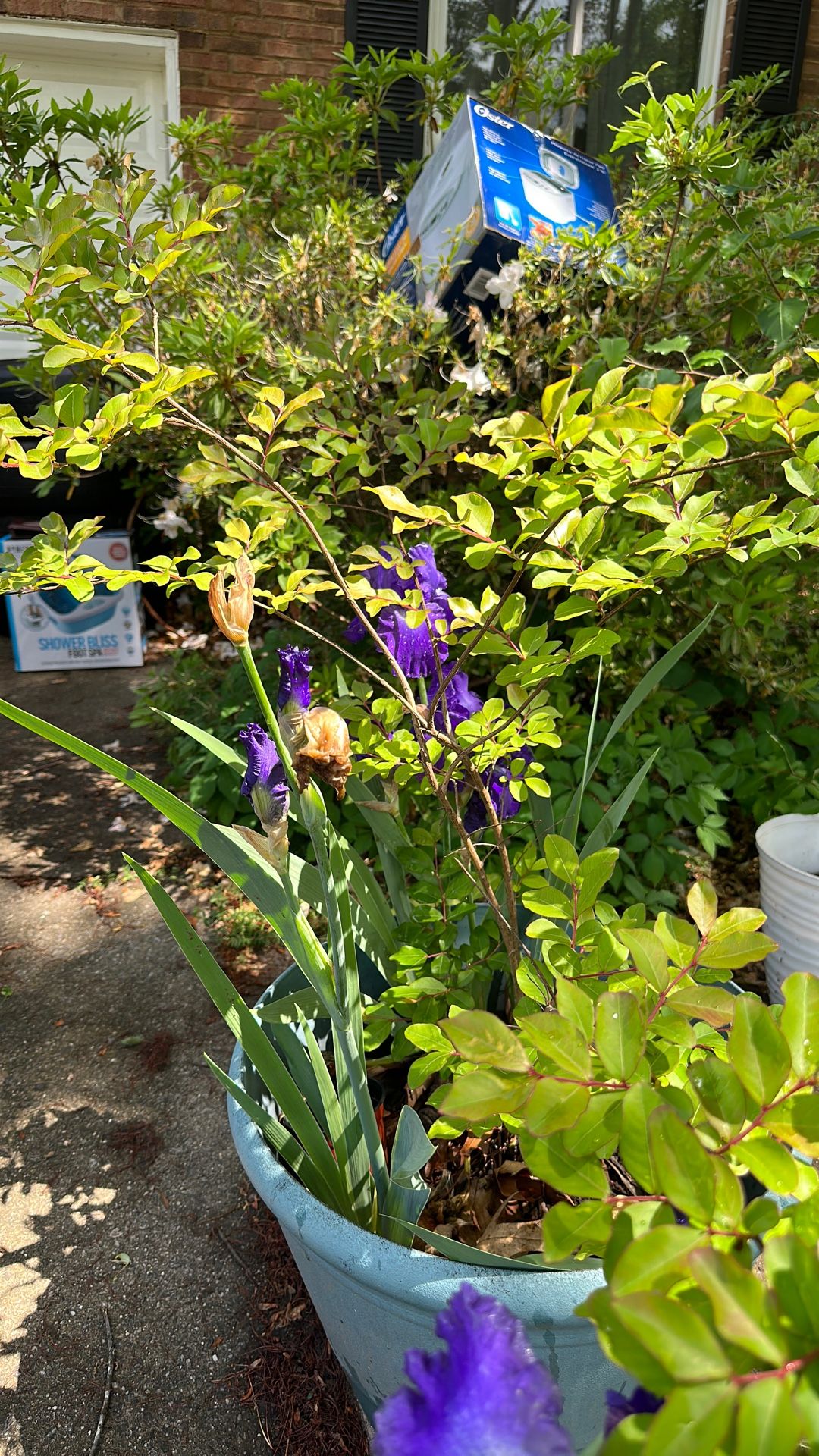 Plants Flowering Iris (4 Blooms) Flowering Tree Home & Garden