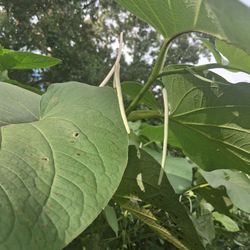 Mexican Pepperleaf, Hoja Santa, Root Beer Plant