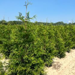 Privacy Tree Sale FREE DELIVERY! Emerald Green & Green Giants 