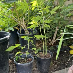 Tropical Papaya Plants