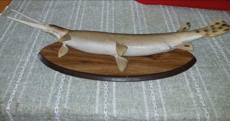 Needle Nose/Long Nose Gar
