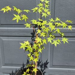 Fall Colors - Acer Palmatum 