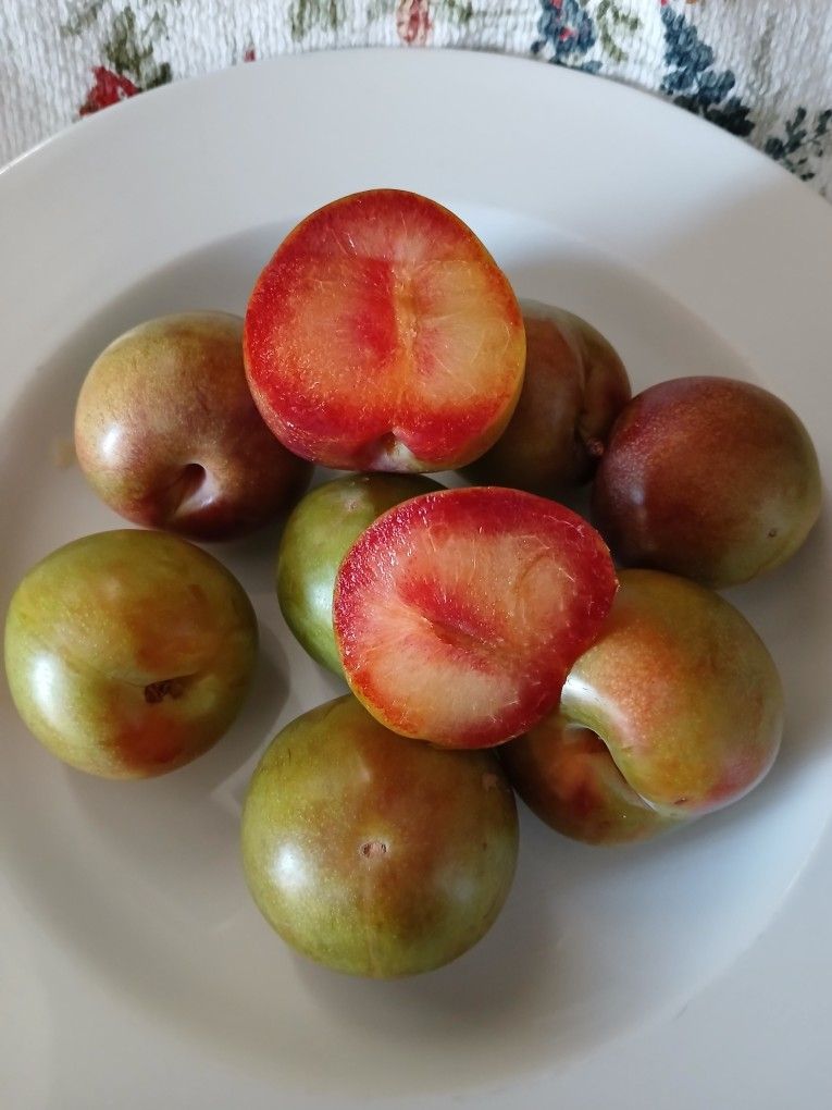 Prunus Doméstica Ciruelo Dulce La Fruta Tengo 2