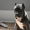 Cesar