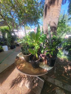 Yellow canna Lily plant