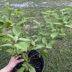 Beauty Berry Bush