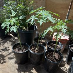Black Fig Misión Trees They measure almost 3 feet from the ground up $35 Each Price Firm