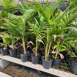 Alexandra Palm 3gallones 2truks 4ft Tall 