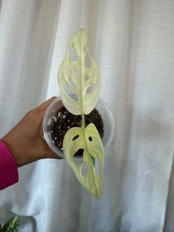 Full albo monstera adansonii