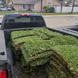 St Augustine Sod 