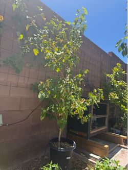 Pakistan Mulberry plant 7 feet