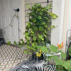 Hanging Plant With Long Vines 