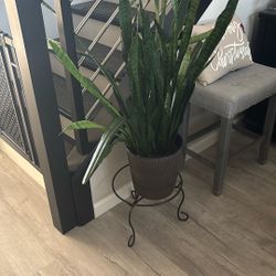 Mothers In Law Tongue 