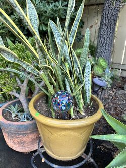12 Gallon Snake Plant In Gold Ceramic Pot $ 40