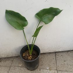 White Calle Lilie Plant 