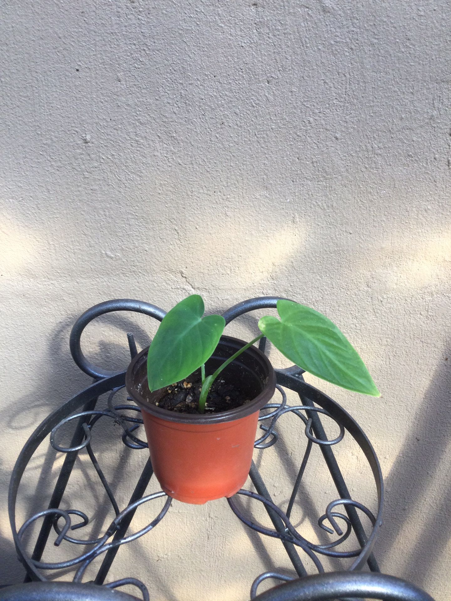 MÉDIUM ELEPHANT’S EAR PLANT 🌱, NEW. 3” POT