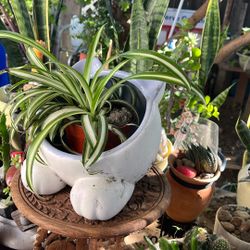 Gardening/ Plants/ Pottery