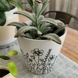 Kalanchoe tomentosa 'Chocolate Soldier' Succulent Plant in Flower Pot