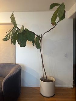 Extra Large Fiddle Fig in Gainey Pot Planter Mid Century Moder
