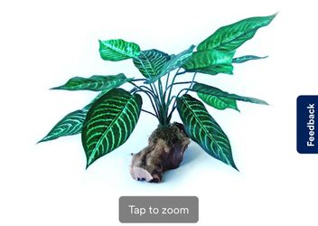 Reptile plant..