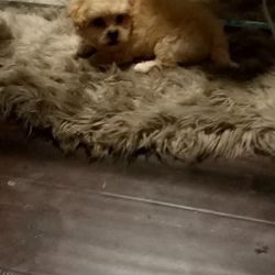 For sell $400 it’s a boy 6 weeks Maltipoodle
