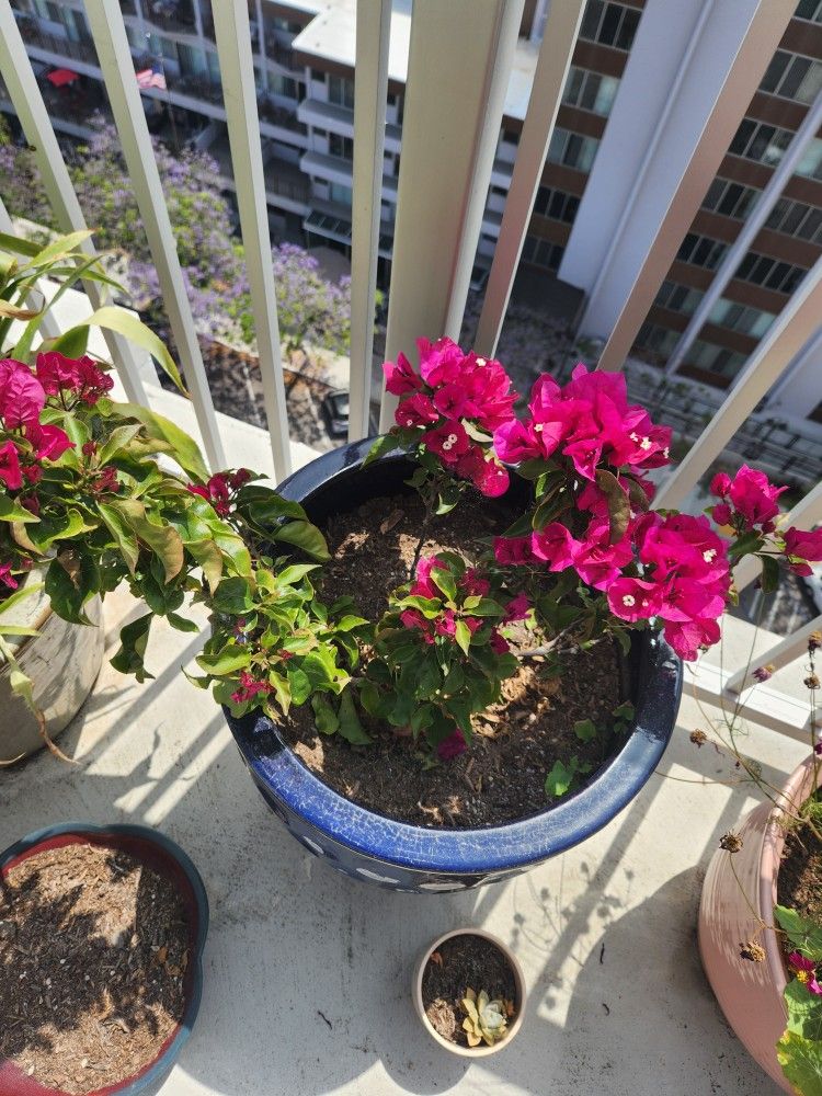 pink bougainvillea plant and blue ceramic pot