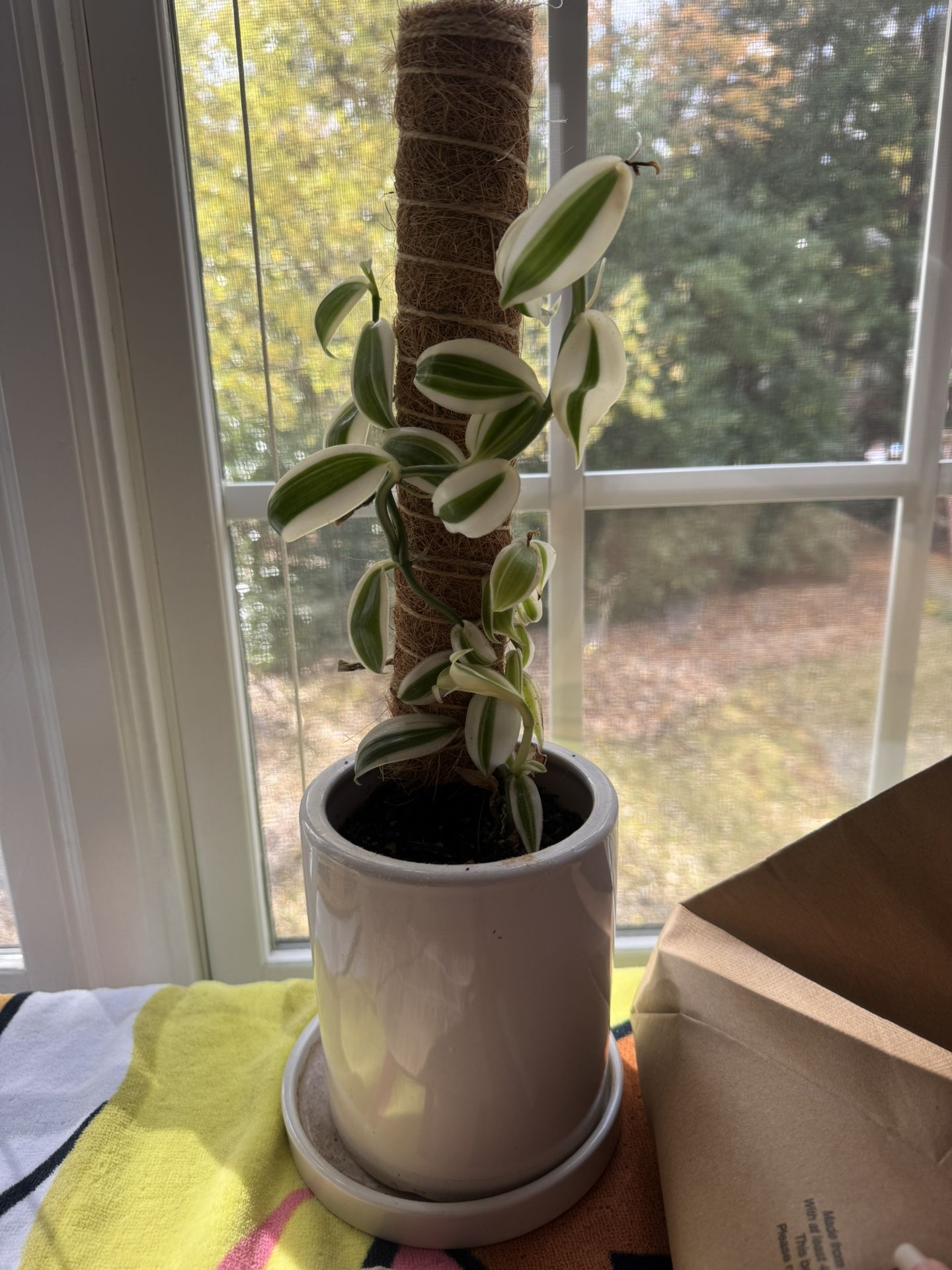 Variegated vanilla orchid plant with pot and moss pole