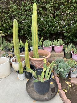 Cactus And Succulents