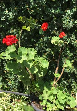 Geranium plants in pot decorative green all year long pink flowers