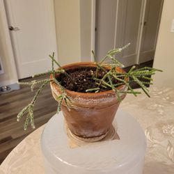 Rhipsalis Cactus in Terra Cotta Pot