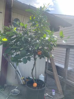 Navel Orange Tree