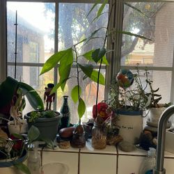 Large Avocados 🥑 Plants (see discription)
