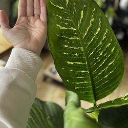 Huge 5ft Tropical Dieffenbachia (Dumb Cane) + 16” Pot w/ Self-Watering Spike & Stake 🌿