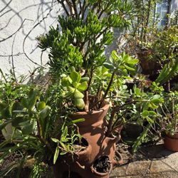 š³ Large Bonsai Jade Tree in Terracotta Pot ā Mixed Succulent Arrangement