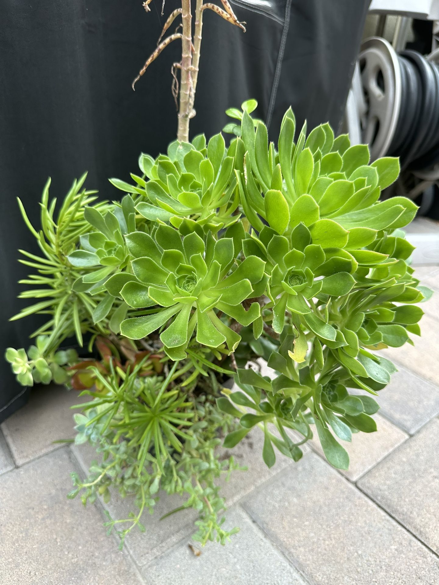 Assorted Succulent Plants 