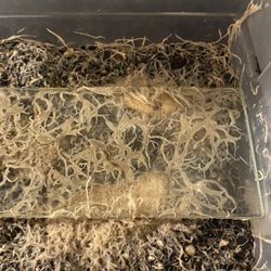 White Worm Cultures