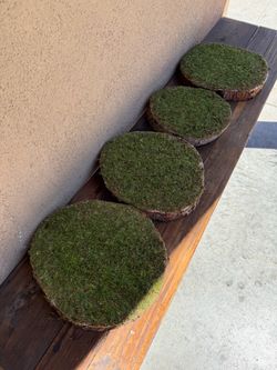 Moss-Covered Wood Slices Decor Set of 4