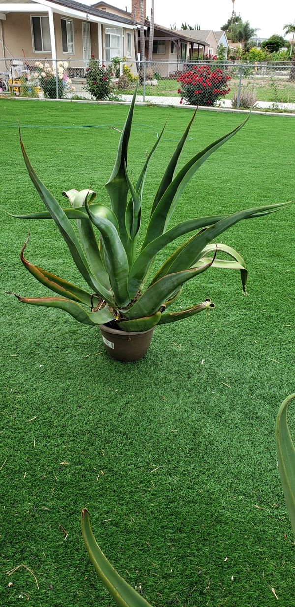 Large Agave Plant great price for Sale in Hacienda Heights