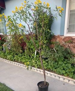 Blooming yellow flower plants 5ft tall