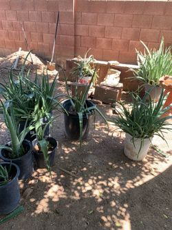 Plenty Of Amazing Plants to choose from