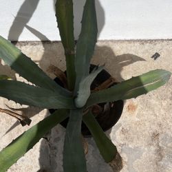 Agave