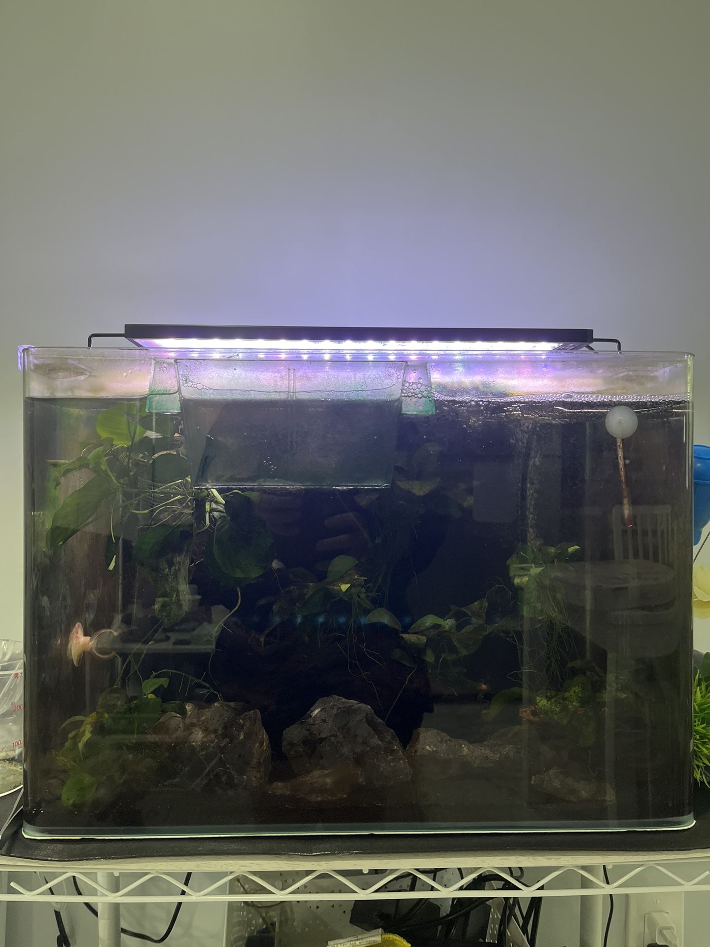 Free 15-gallon Fish Tank And Setup