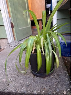 Houseplant