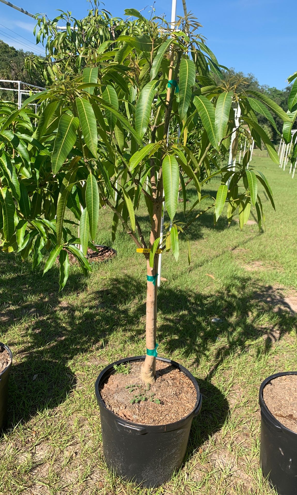 Mango tree for Sale in Tampa, FL OfferUp