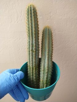 Two Blue Torch Cactus Cuttings