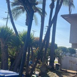 Free Basketball Hoop