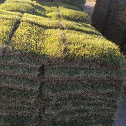 Grass Sod For Sale